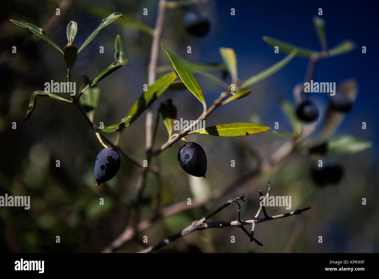 PORTUGAL, Algarve, Landschaft bei Lagoa, Olivenbaum, Oliven, Detail, Lagoa, 22.10.2015 <ENGLISCH> Portugal, Algarve, Landschaft in der Nähe von Lagoa, Praia de Albandeira, Oliven Stockfoto