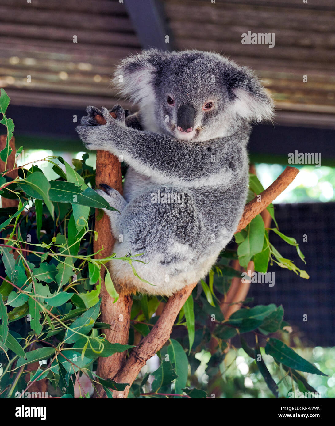 Koala (Phascularctos cinereus), im Lone Pine Sanctuary. Brisbane, Australien Stockfoto