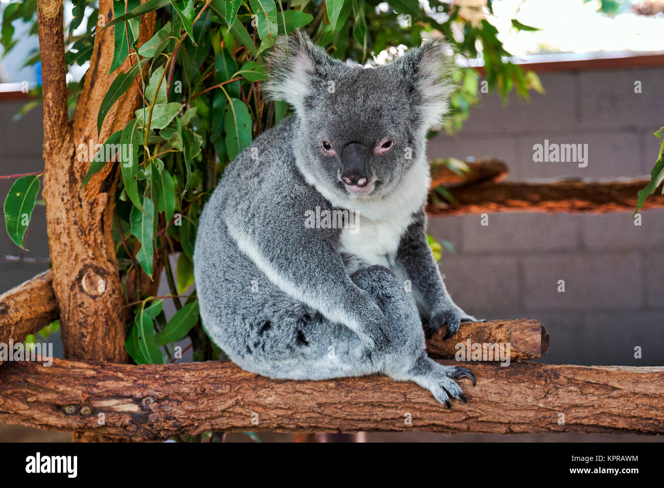 Koala (Phascularctos cinereus), im Lone Pine Sanctuary. Brisbane, Australien Stockfoto