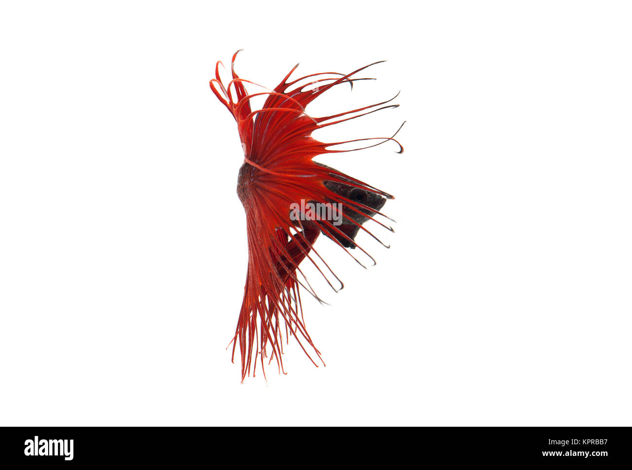 Rote Betta splendens Stockfoto