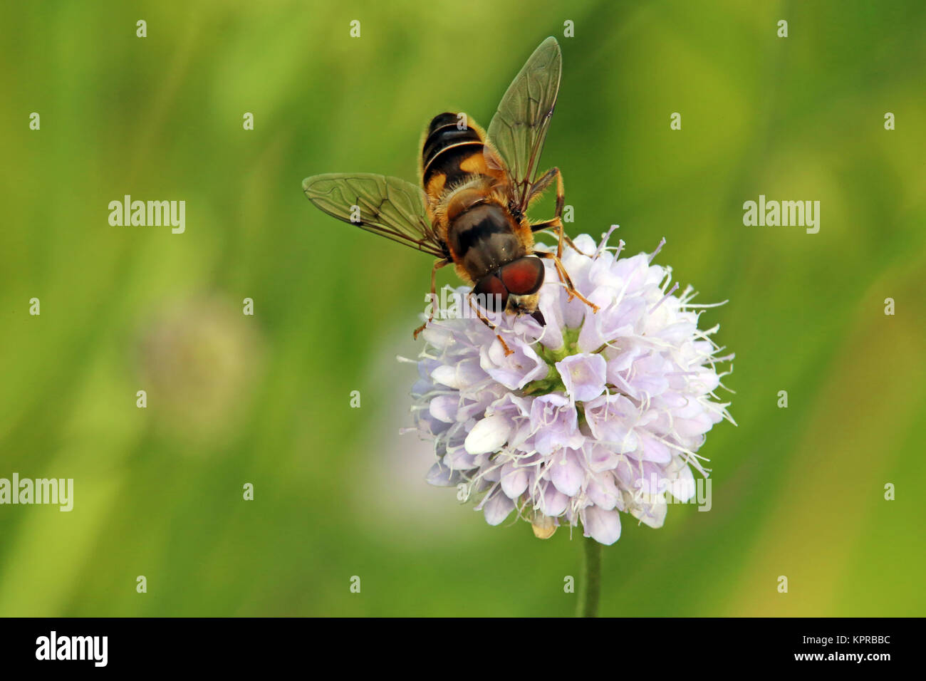 Hoverfly auf moorabbiss Stockfoto