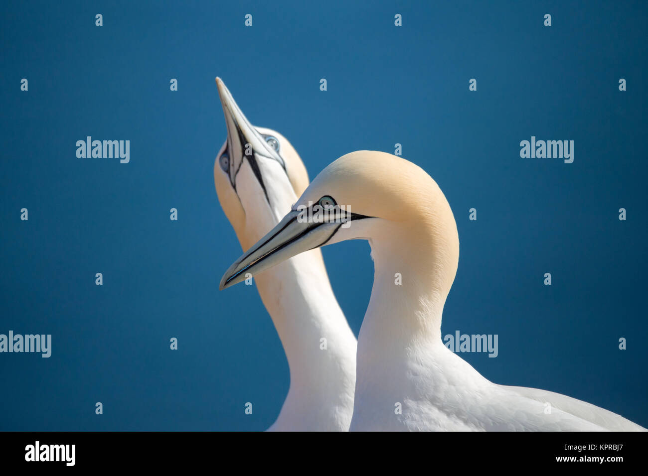 Northern gannet, Vögel in der Liebe Stockfoto