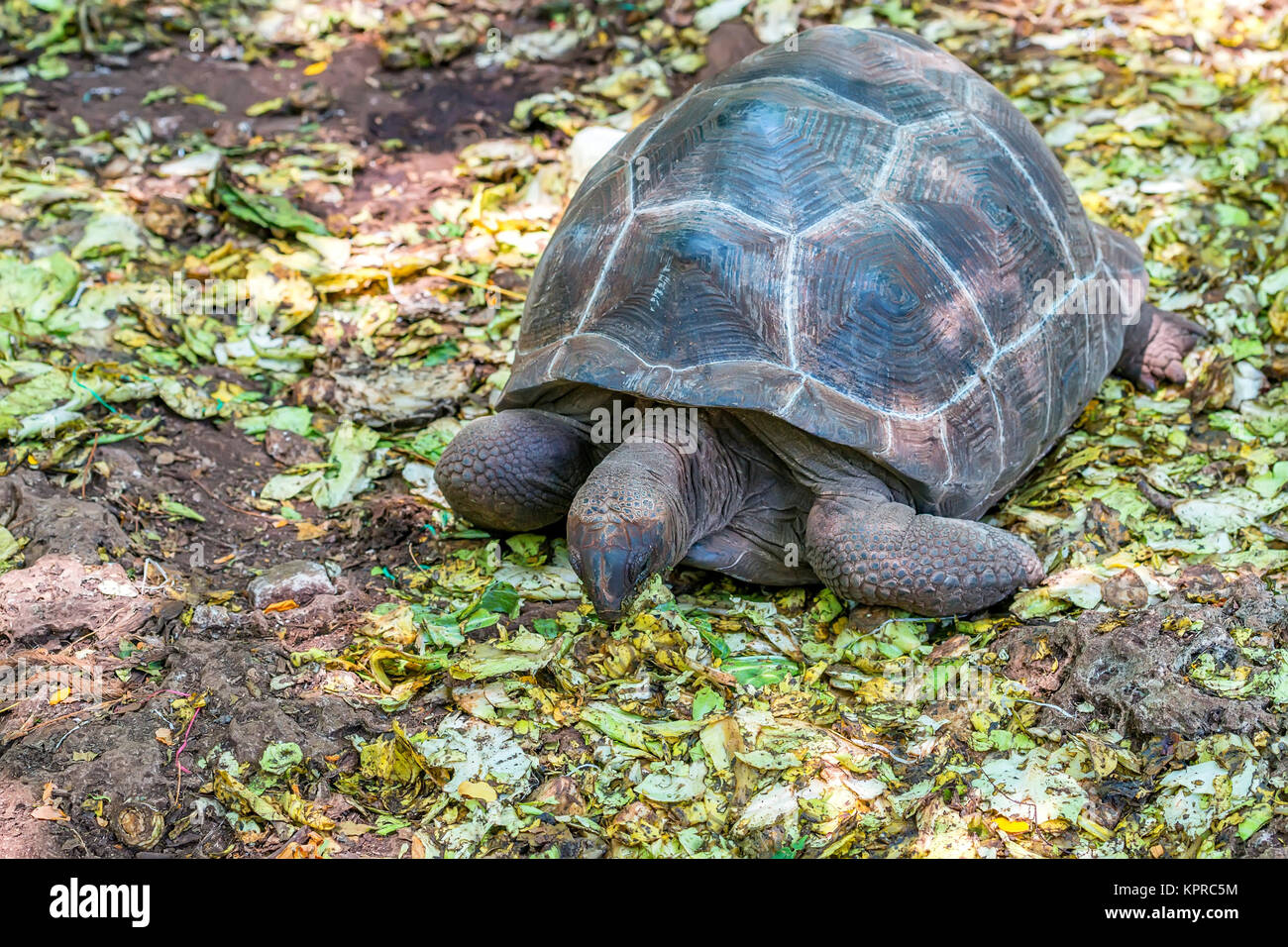 Riesenschildkröte Stockfoto