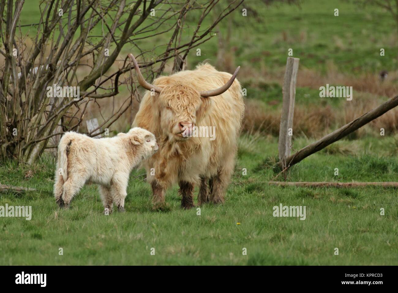 Blonde schottische Highland Kuh mit Kalb Stockfoto