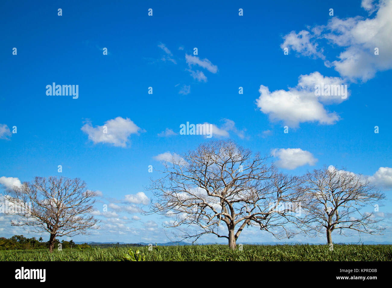 Trockene Bäume in Zuckerrohr von seibo Stockfoto
