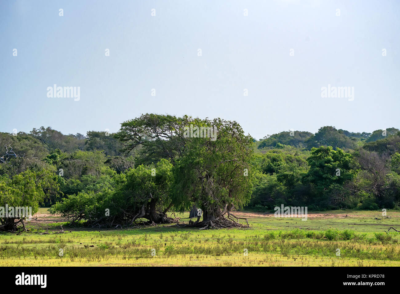 Landschaft von Yala National Park, Sri Lanka Stockfoto