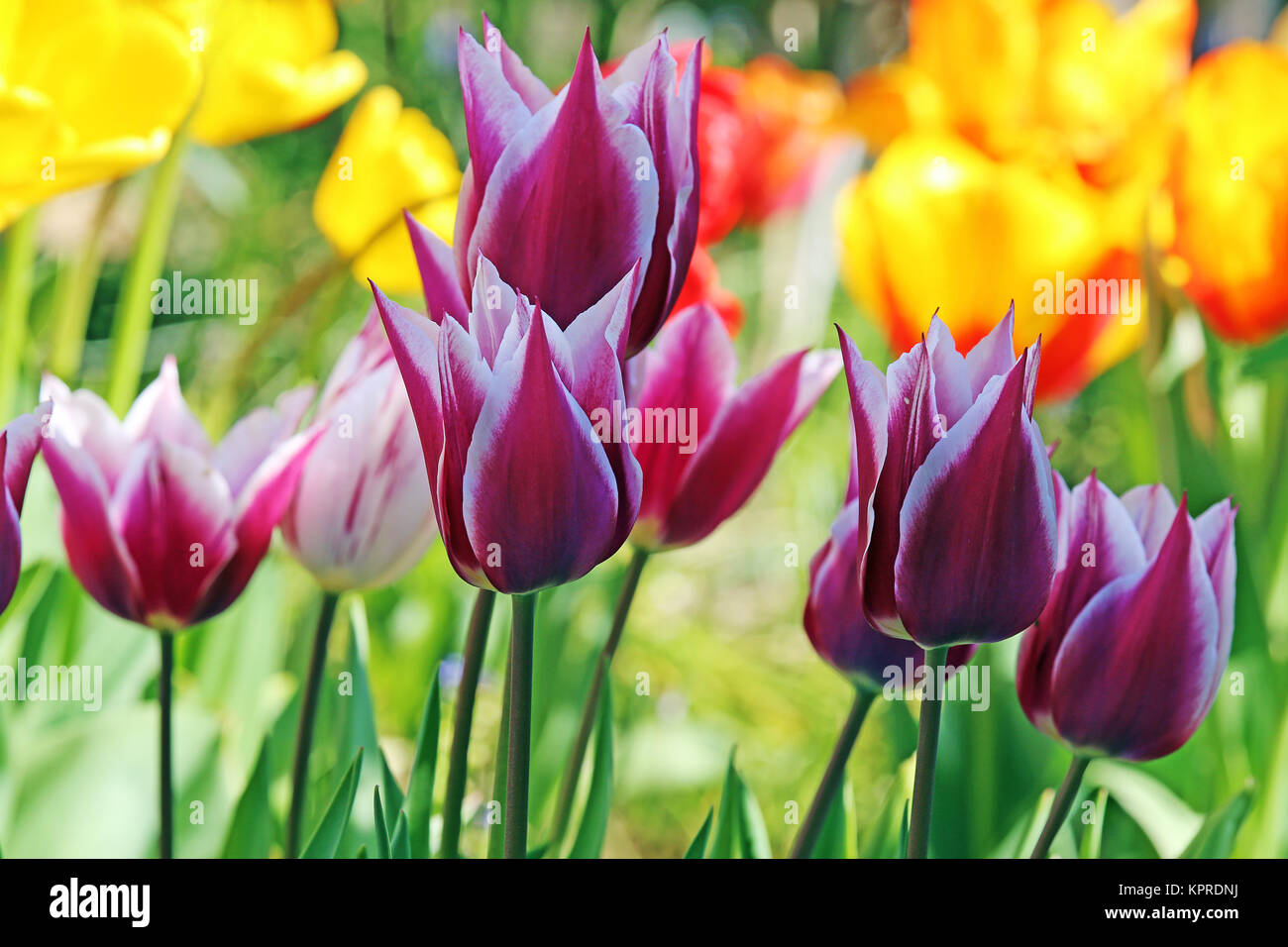 Farbenfrohe Tulpenpracht Stockfoto