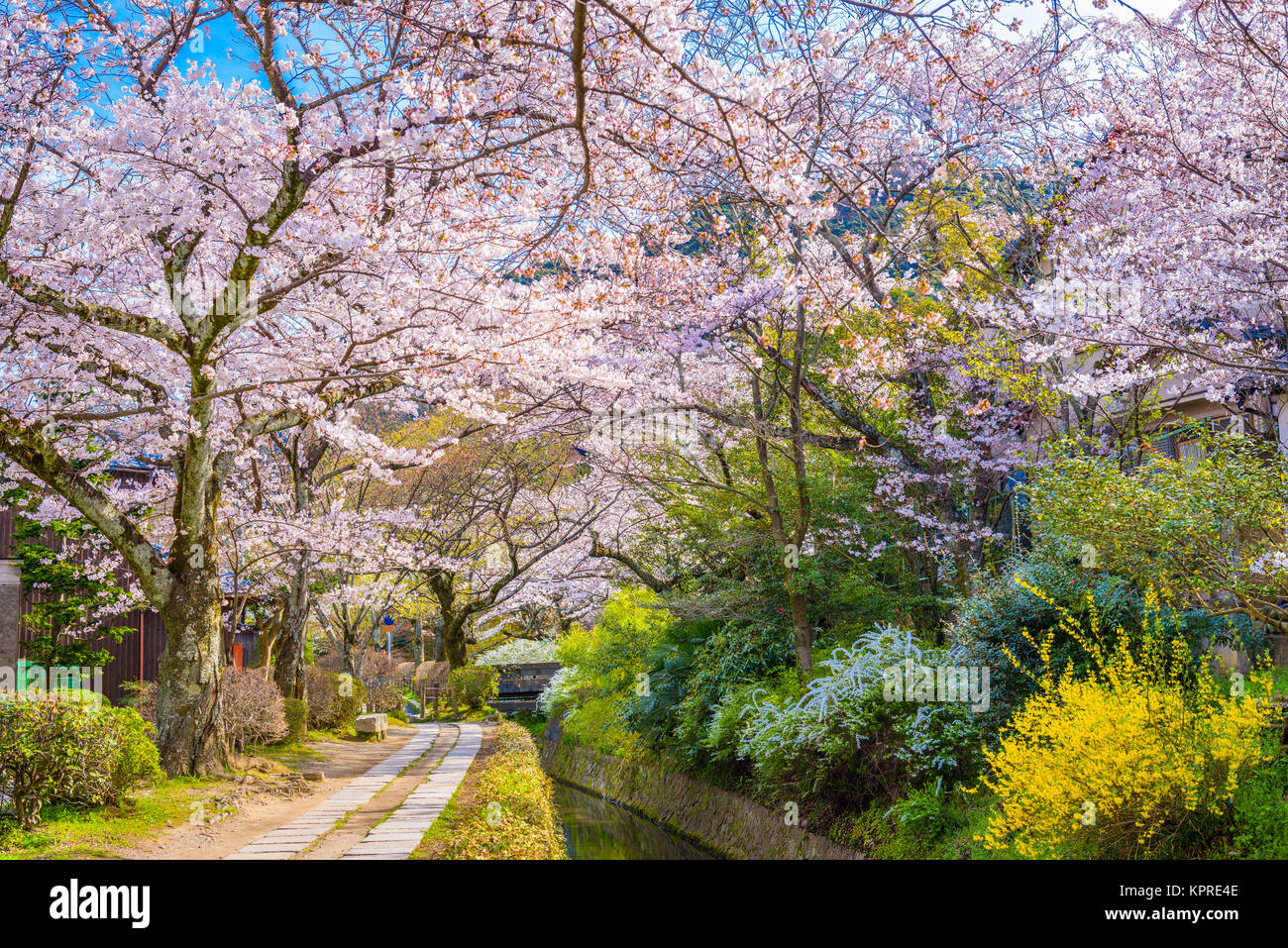 Kyoto, Japan im Frühling. Stockfoto