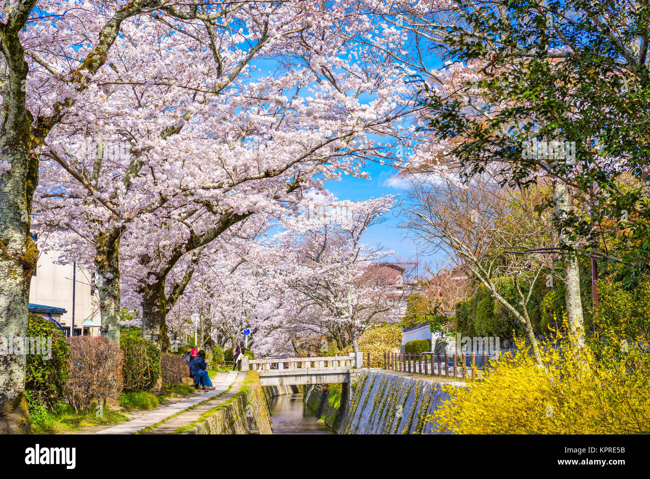 Kyoto, Japan im Frühling. Stockfoto