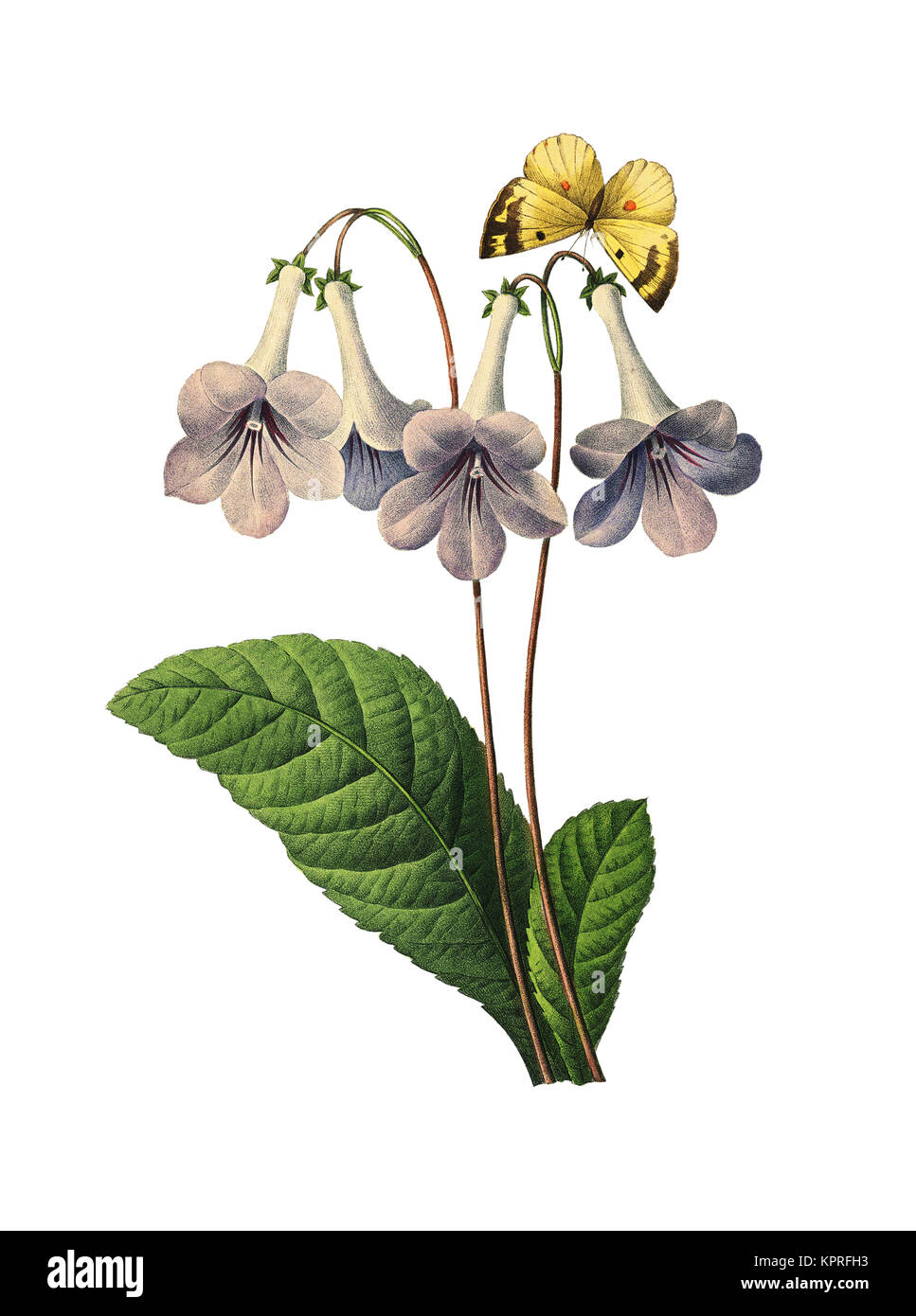 Botanische Illustration einer Gloxinienblume aus dem 19.. Jahrhundert. Stich von Pierre-Joseph Redoute. Veröffentlicht in Choix des Plus Belles Fleurs, Paris (1827). Stockfoto