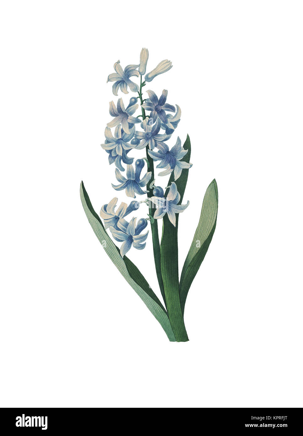 19. jahrhundert Abbildung einer hyazinthe. Kupferstich von Pierre-Joseph Redoute. In Choix Des Plus Belles Fleurs, Paris (1827) veröffentlicht. Stockfoto