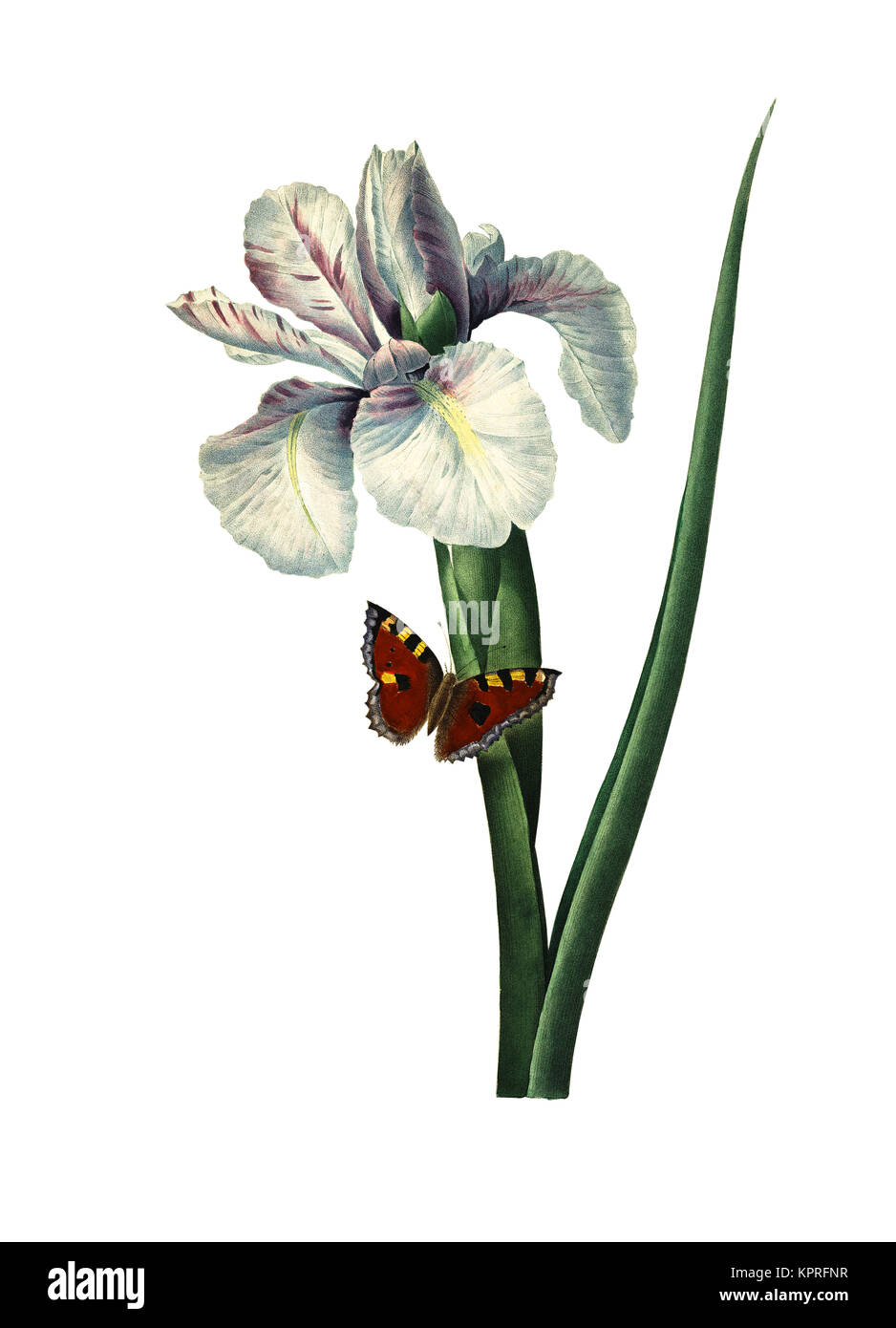 19. jahrhundert Abbildung einer Iris xiphium, auch als Spanische Iris bekannt. Kupferstich von Pierre-Joseph Redoute. In Choix Des Plus Belles Fleurs veröffentlicht. Stockfoto