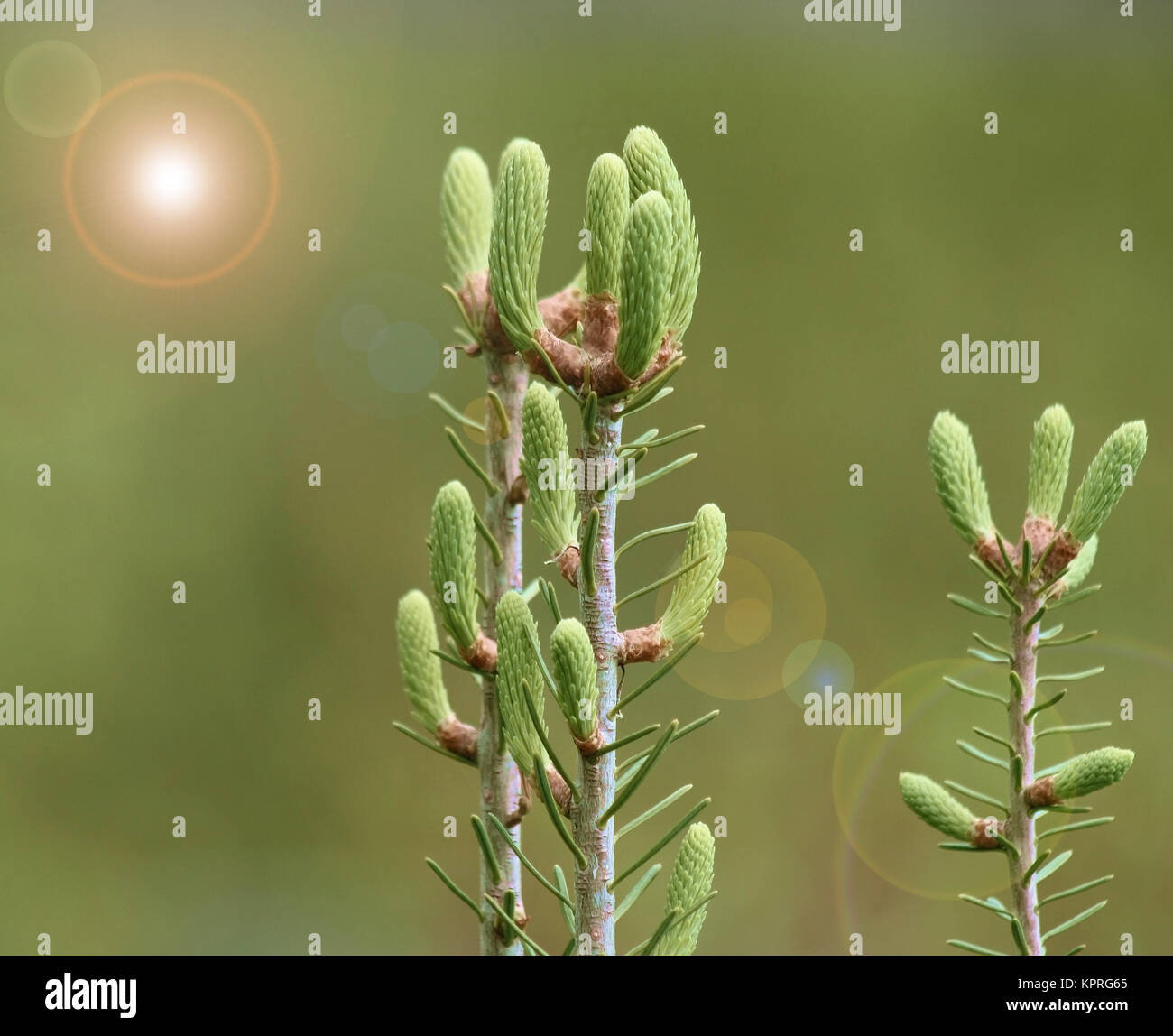 Neues Wachstum auf einem immergrünen Baum im Frühjahr Stockfoto