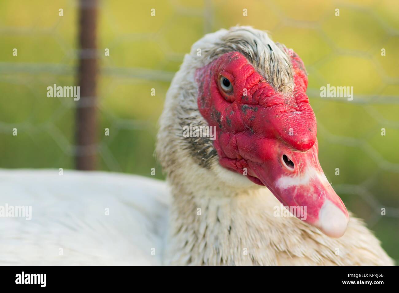 Porträt einer männlichen Warzenente Stockfoto