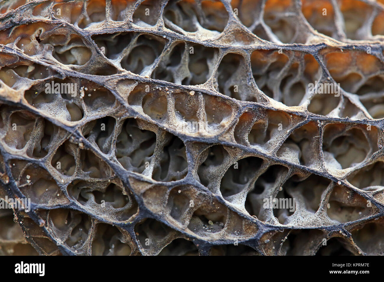 Detailansicht Fruchtkörper der Spitzmortel morchella elata Stockfoto