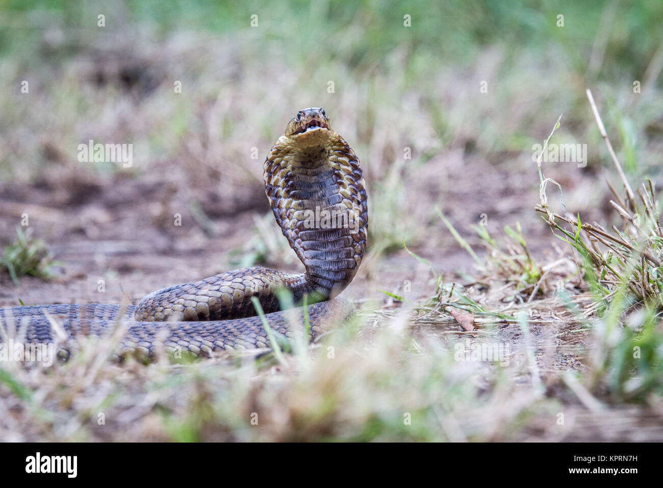 Snouted cobra auf dem Boden. Stockfoto