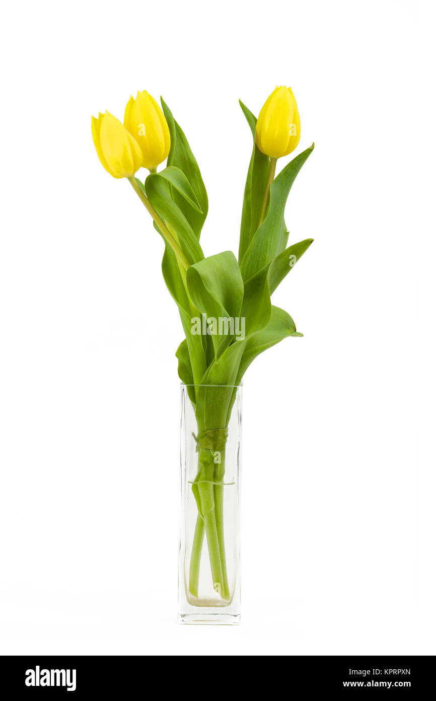 Frühling gelbe Tulpen Stockfoto