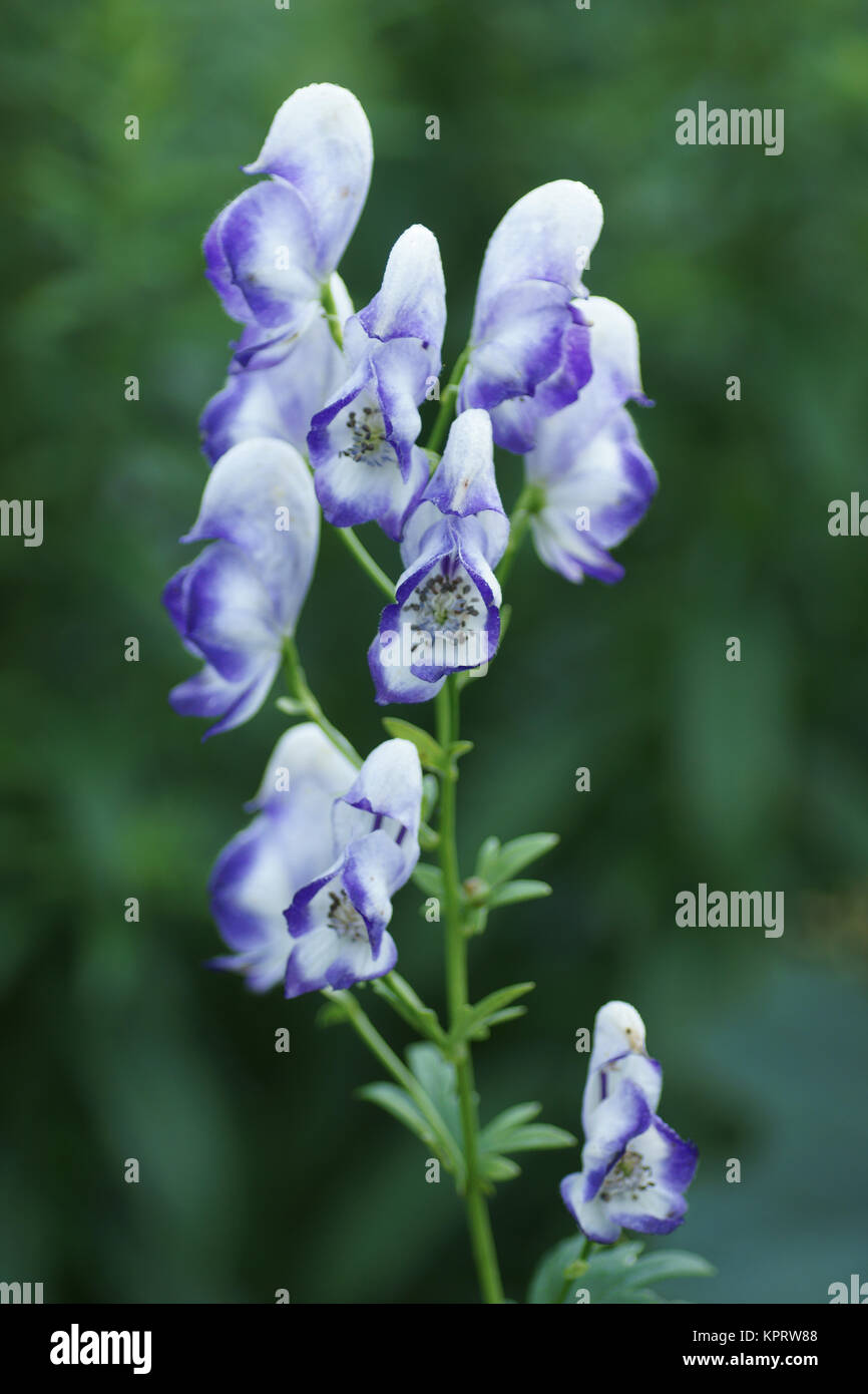 Aconitum x cammarum zweifarbig -Fotos und -Bildmaterial in hoher