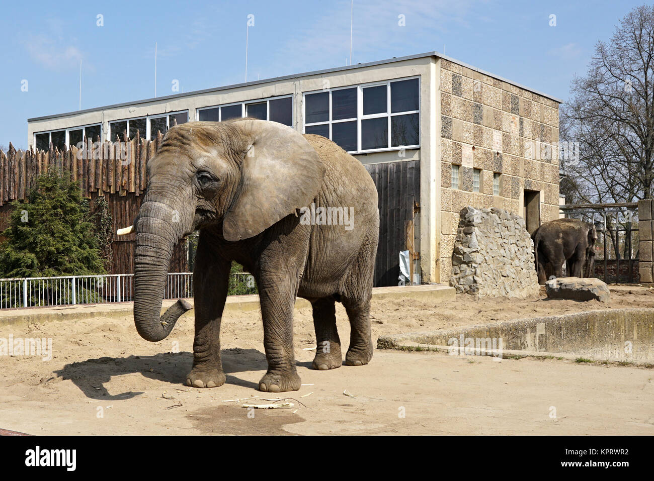 Afrikanischer Elefant im Zoo Stockfoto