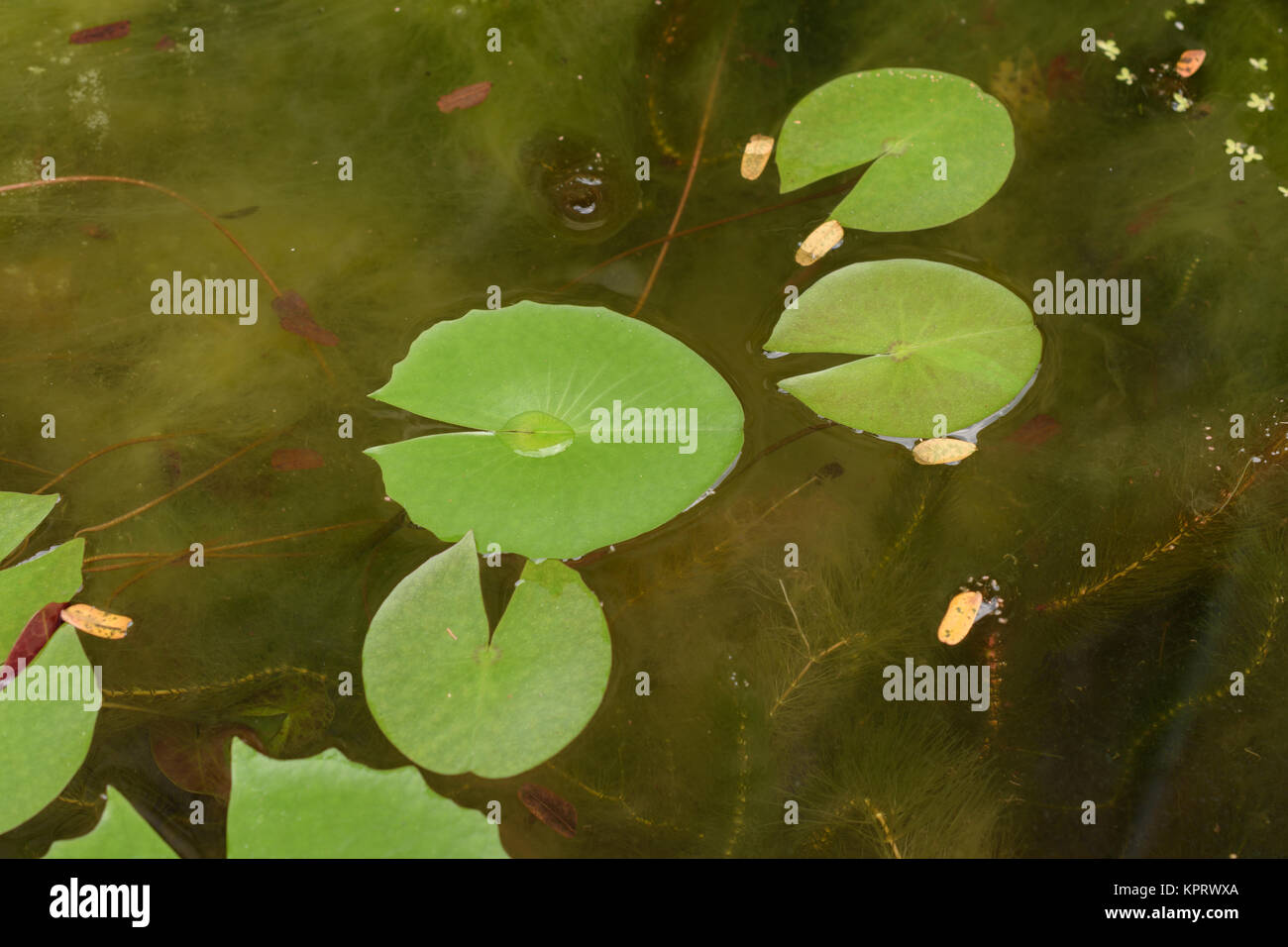 Nahaufnahme Green Lotus Blatt in der Natur Sumpf Stockfoto