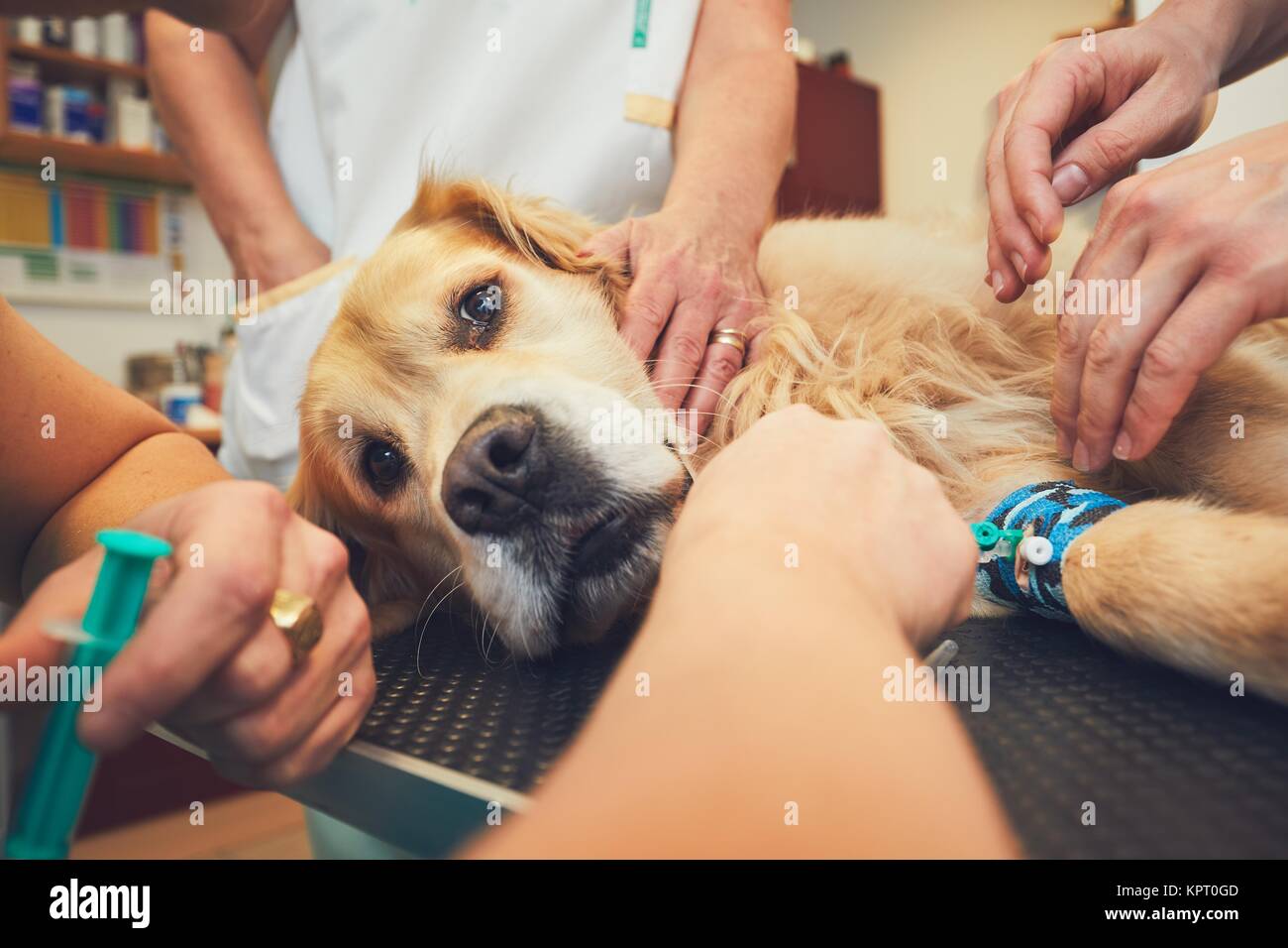 Golden Retriever in die Tierklinik. Tierärzte Vorbereitung der Hund für Chirurgie. Stockfoto