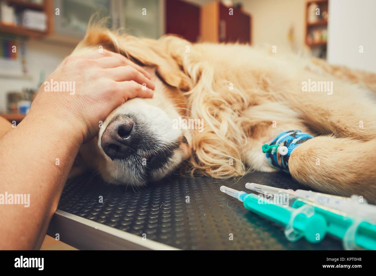 Golden Retriever in die Tierklinik. Tierarzt Vorbereiten der Hund für Chirurgie. Stockfoto