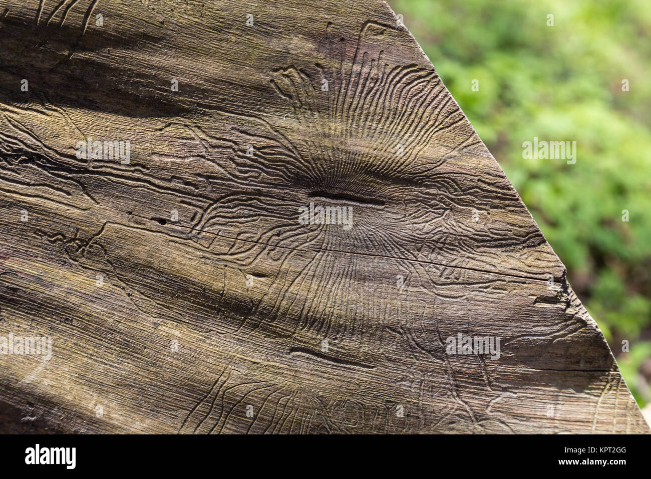 Closeup Wurmloch in Holz- Stockfoto