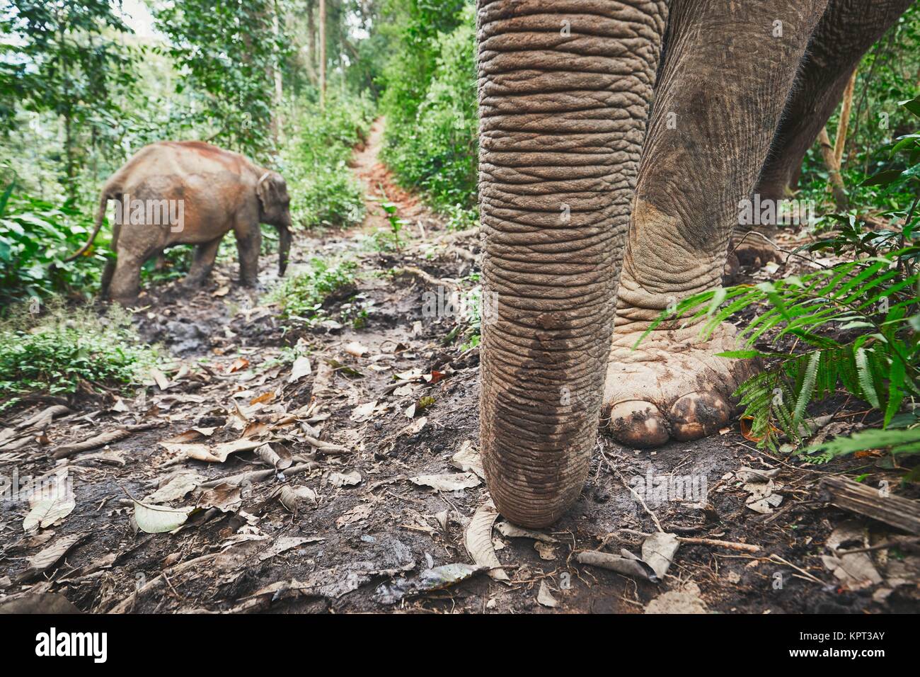 Zwei asiatische Elefanten im tropischen Regenwald in der Provinz Chiang Mai, Thailand. Stockfoto