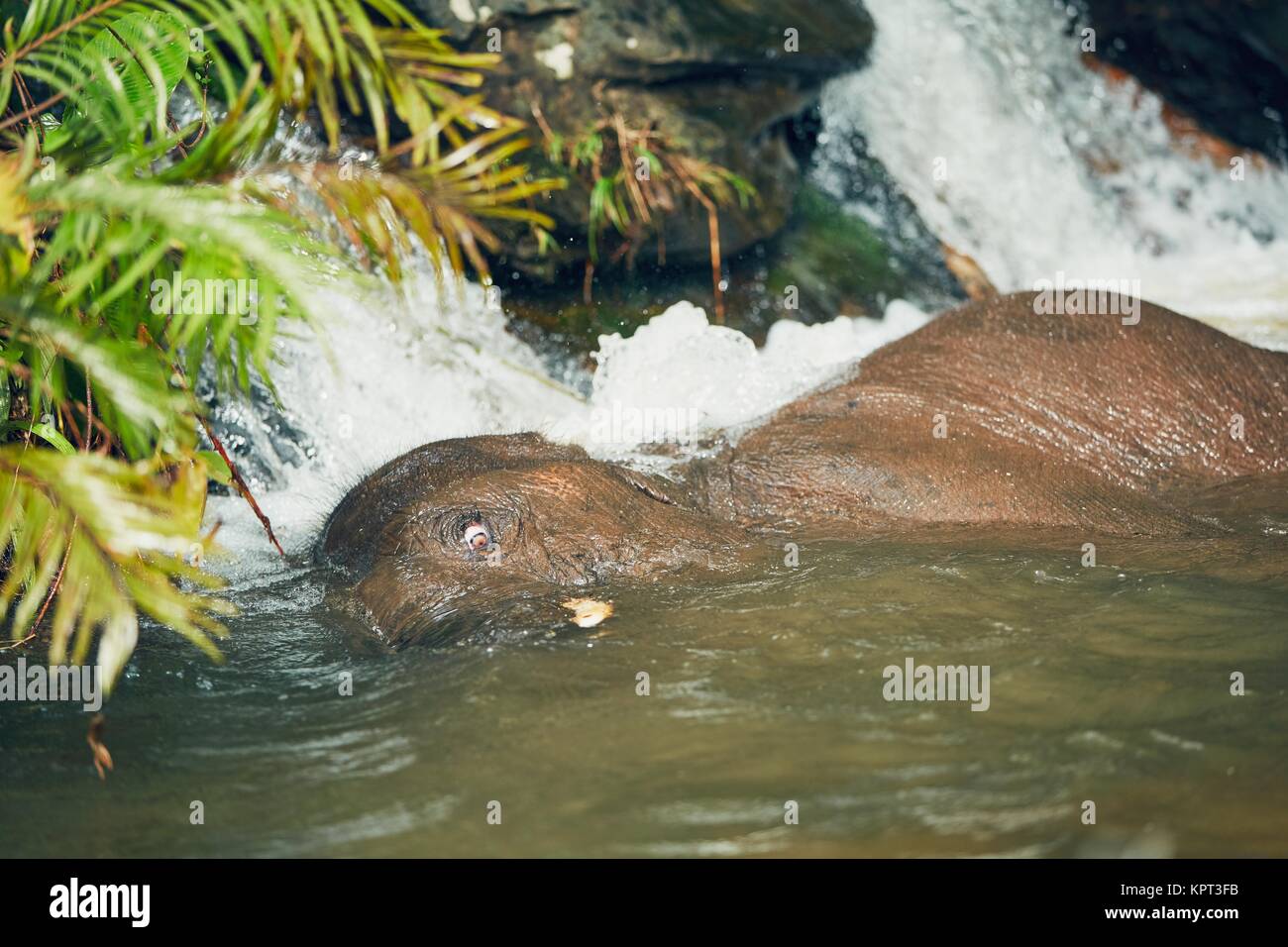 Jungen Asiatischen Elefanten spielen in den Fluss. Tropischer Regenwald in der Provinz Chiang Mai, Thailand. Stockfoto
