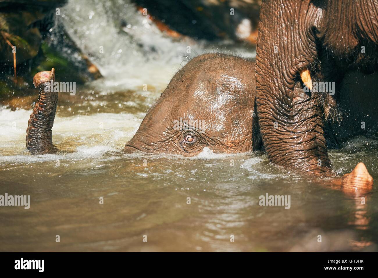 Zwei asiatische Elefanten spielen in den Fluss. Tropischer Regenwald in der Provinz Chiang Mai, Thailand. Stockfoto