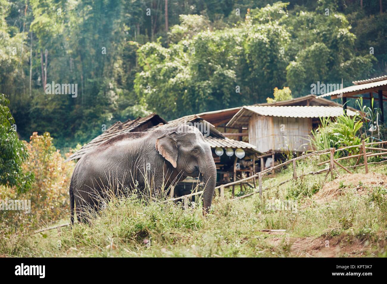 Asiatische Elefanten in der Nähe von kleines Dorf in der Provinz Chiang Mai, Thailand. Stockfoto