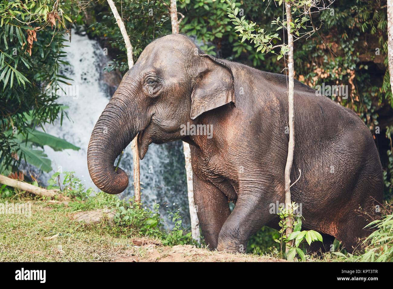 Asiatische Elefantendame gegen Wasserfall im tropischen Regenwald. Provinz Chiang Mai, Thailand. Stockfoto