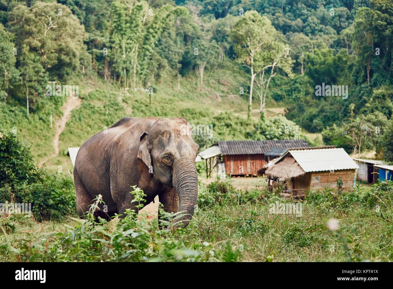 Asiatische Elefanten in der Nähe von kleines Dorf in der Provinz Chiang Mai, Thailand. Stockfoto
