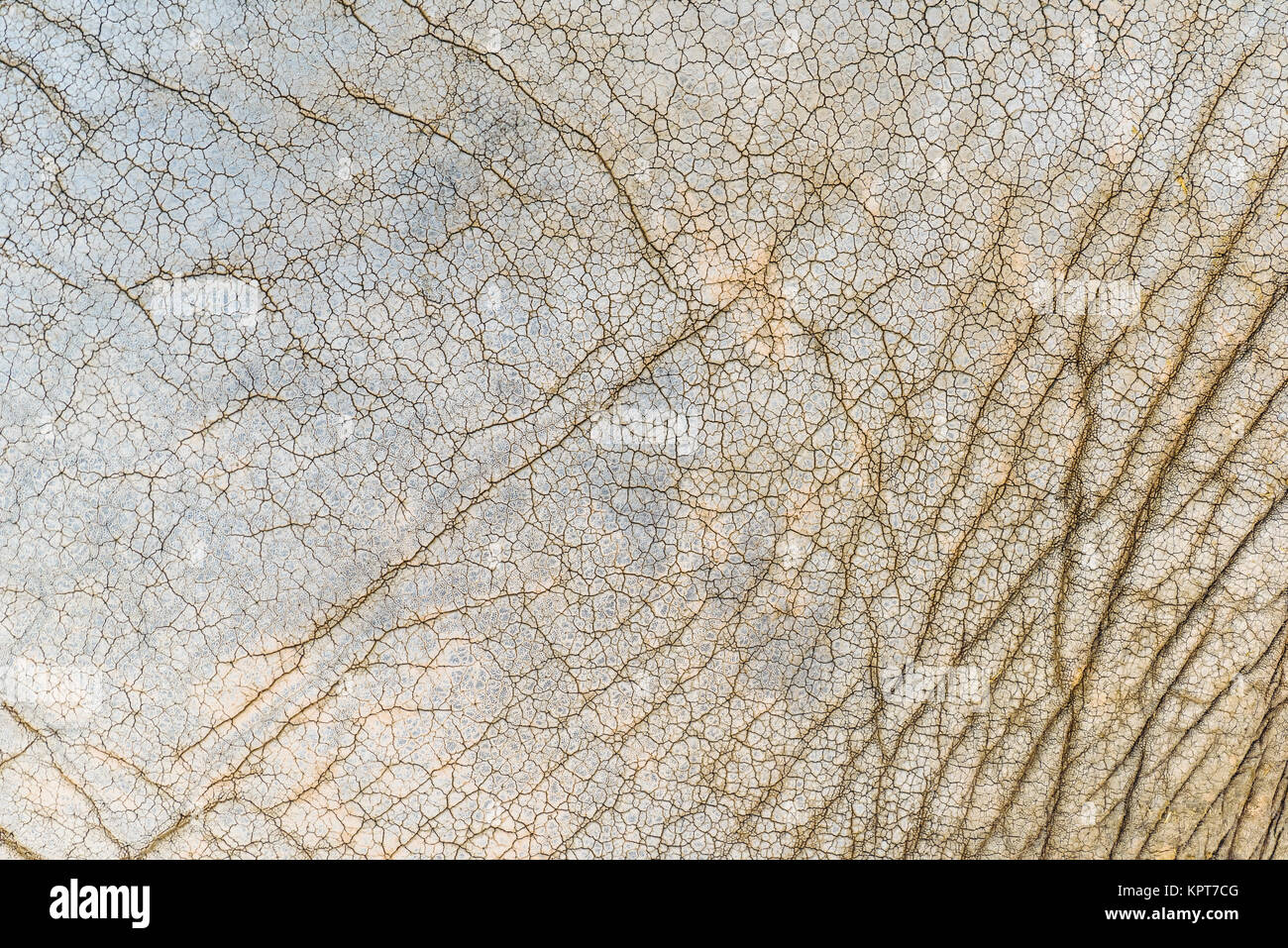 Elefantenhaut Textur closeup Stockfoto