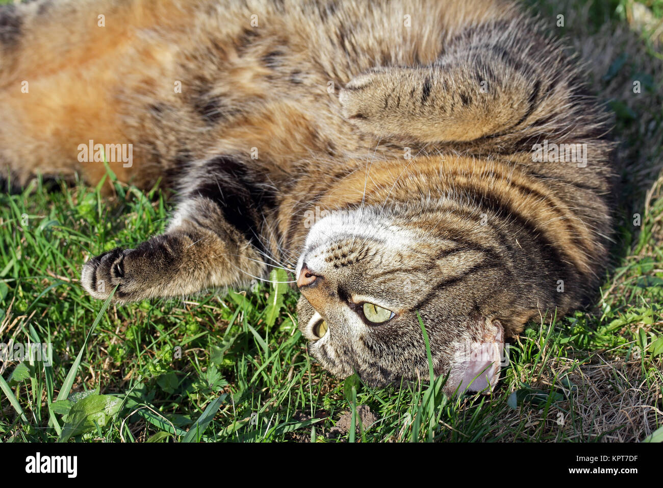 Genießen und wohlfühlen - eine Katze liegt entspannt in der Sonne Stockfoto