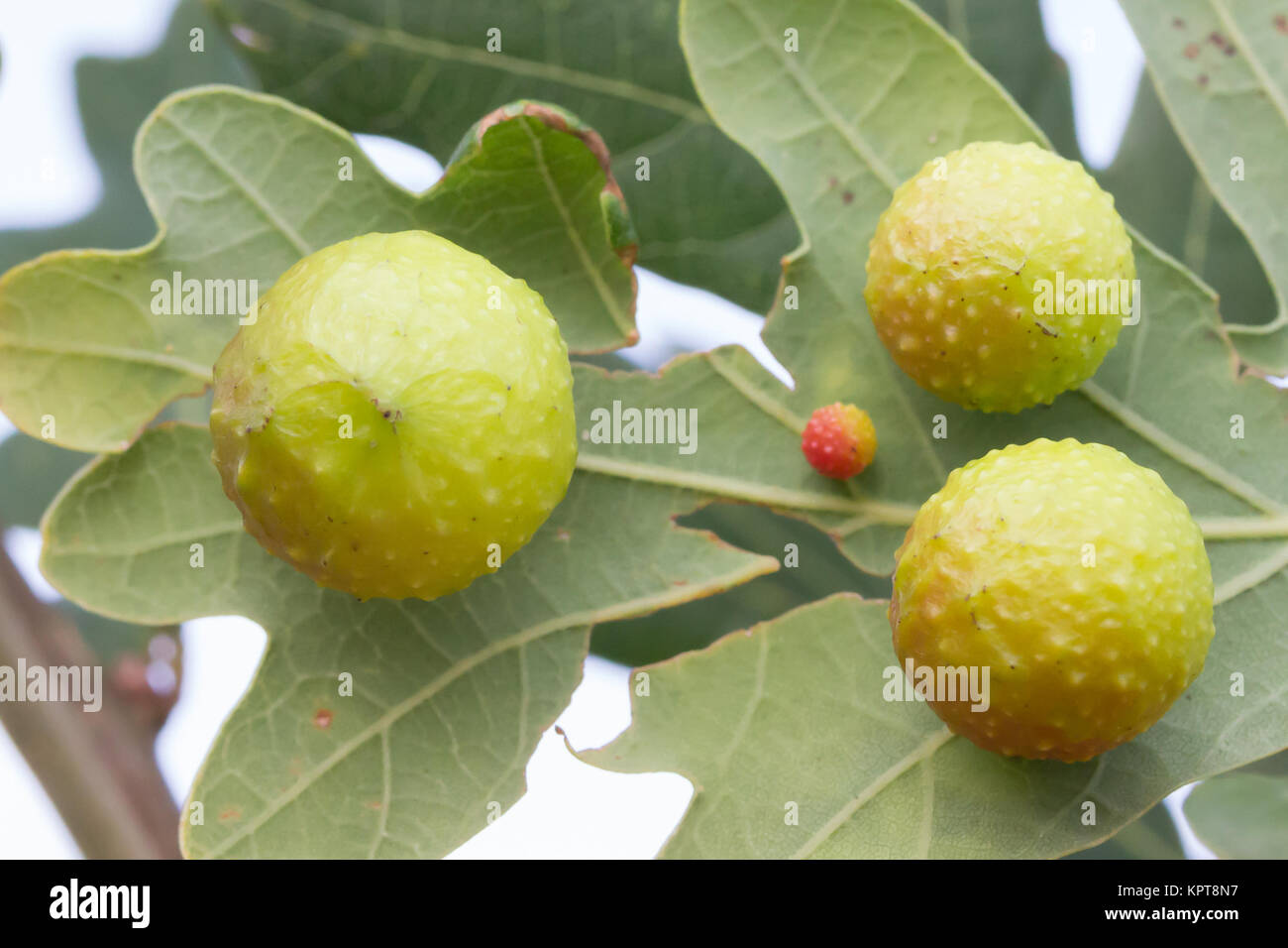 Cherry Gall (Cynips quercusfolii) auf der Unterseite der Blätter Eiche (Quercus sp.). Surrey, Großbritannien. Stockfoto