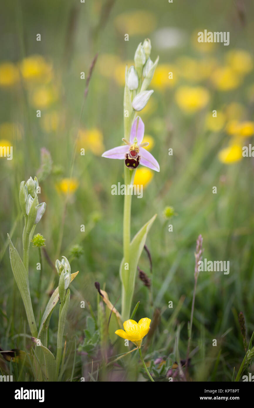 Bienen-ragwurz (Ophrys apifera) im Grünland. Dorset, Großbritannien. Stockfoto