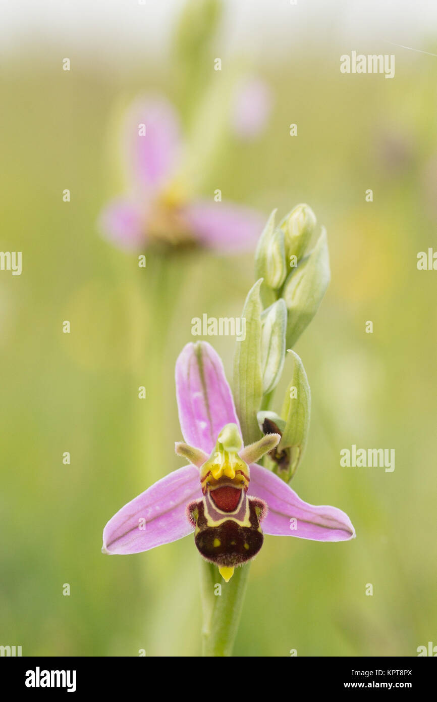 Bienen-ragwurz (Ophrys apifera) im Grünland. Dorset, Großbritannien. Stockfoto