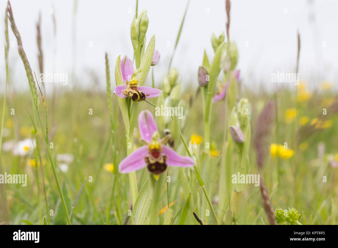 Bienen-ragwurz (Ophrys apifera) im Grünland. Dorset, Großbritannien. Stockfoto