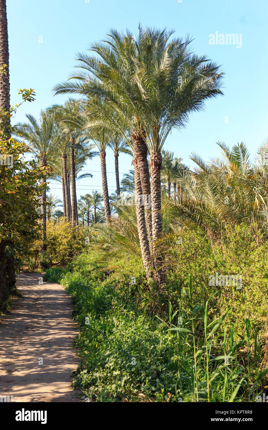 Gehweg in einem kleinen Dorf, Ägypten. Stockfoto