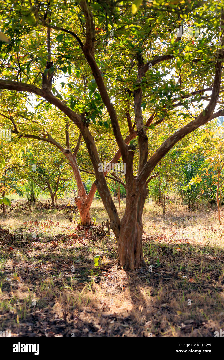 Guave Baum. Stockfoto