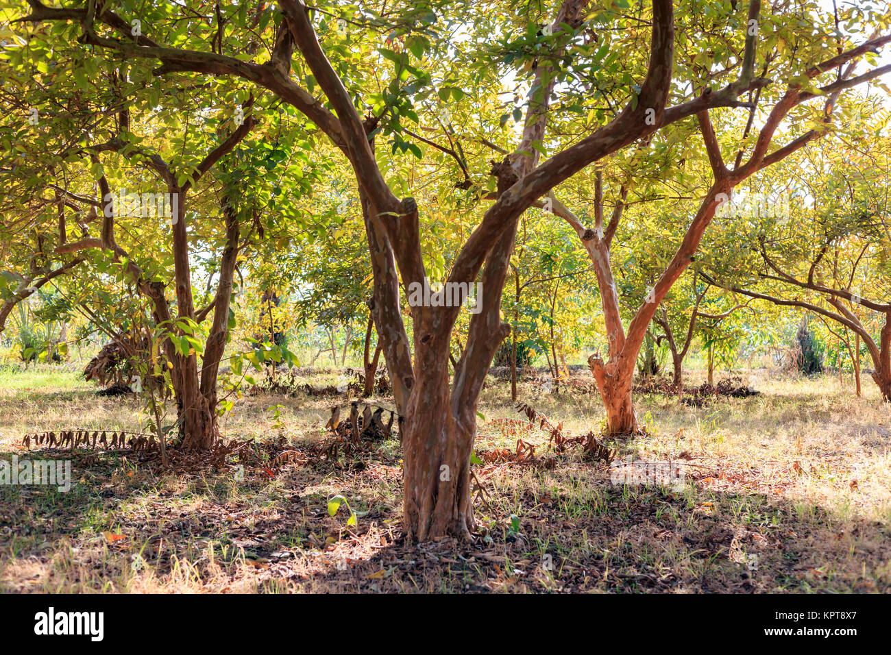 Guave Baum. Stockfoto