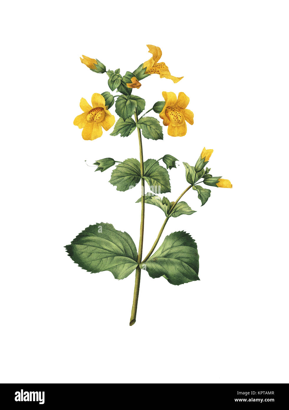 19. jahrhundert Abbildung eines Mimulus (Affe Blume oder Moschus Blüte). Kupferstich von Pierre-Joseph Redoute. In Choix Des Plus Belles Fleurs veröffentlicht, Stockfoto