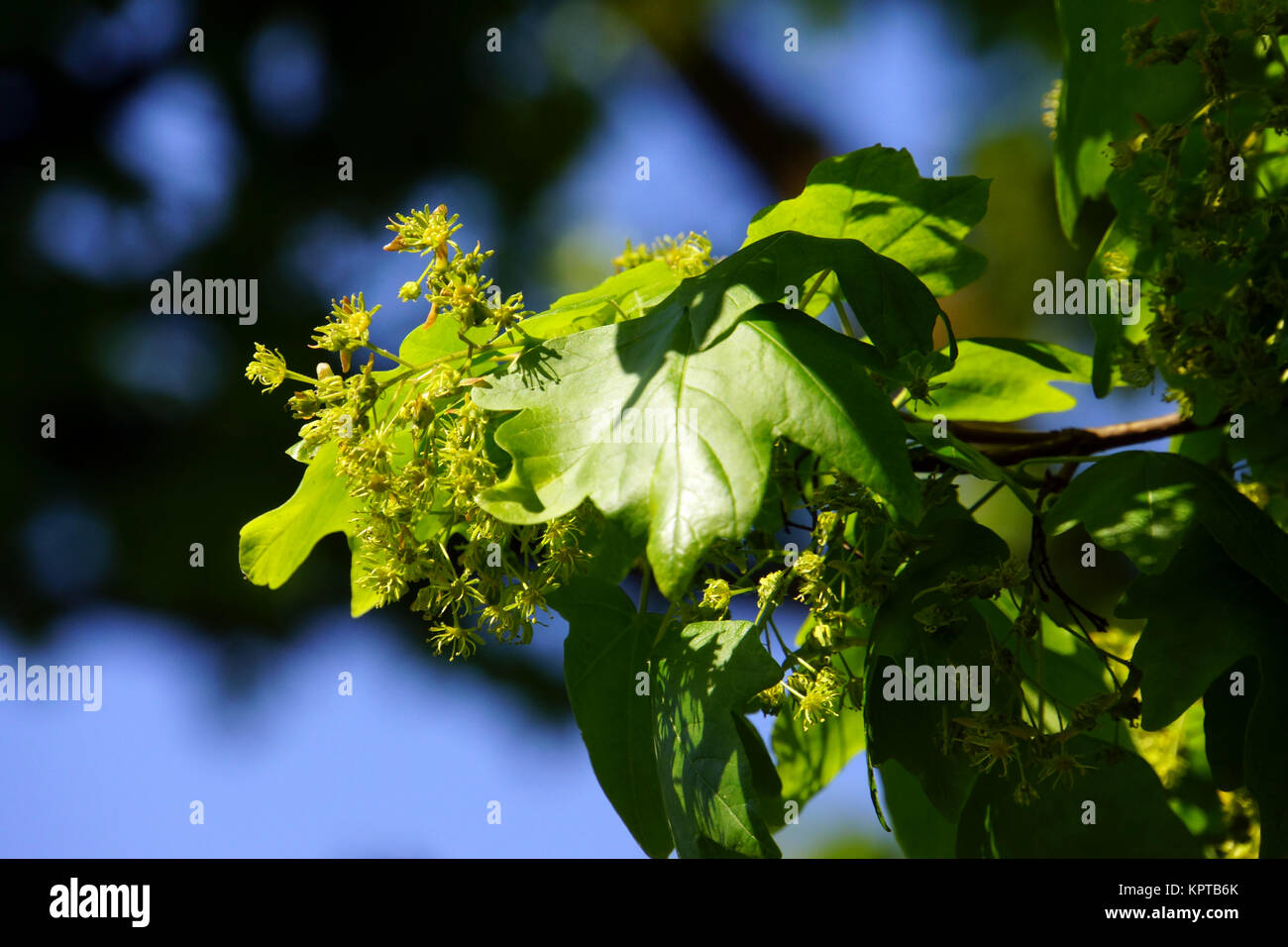 Kinder des Feldahorn (Acer campestre), auch Massholder, Düsseldorf, Nordrhein-Westfalen, Deutschland Stockfoto