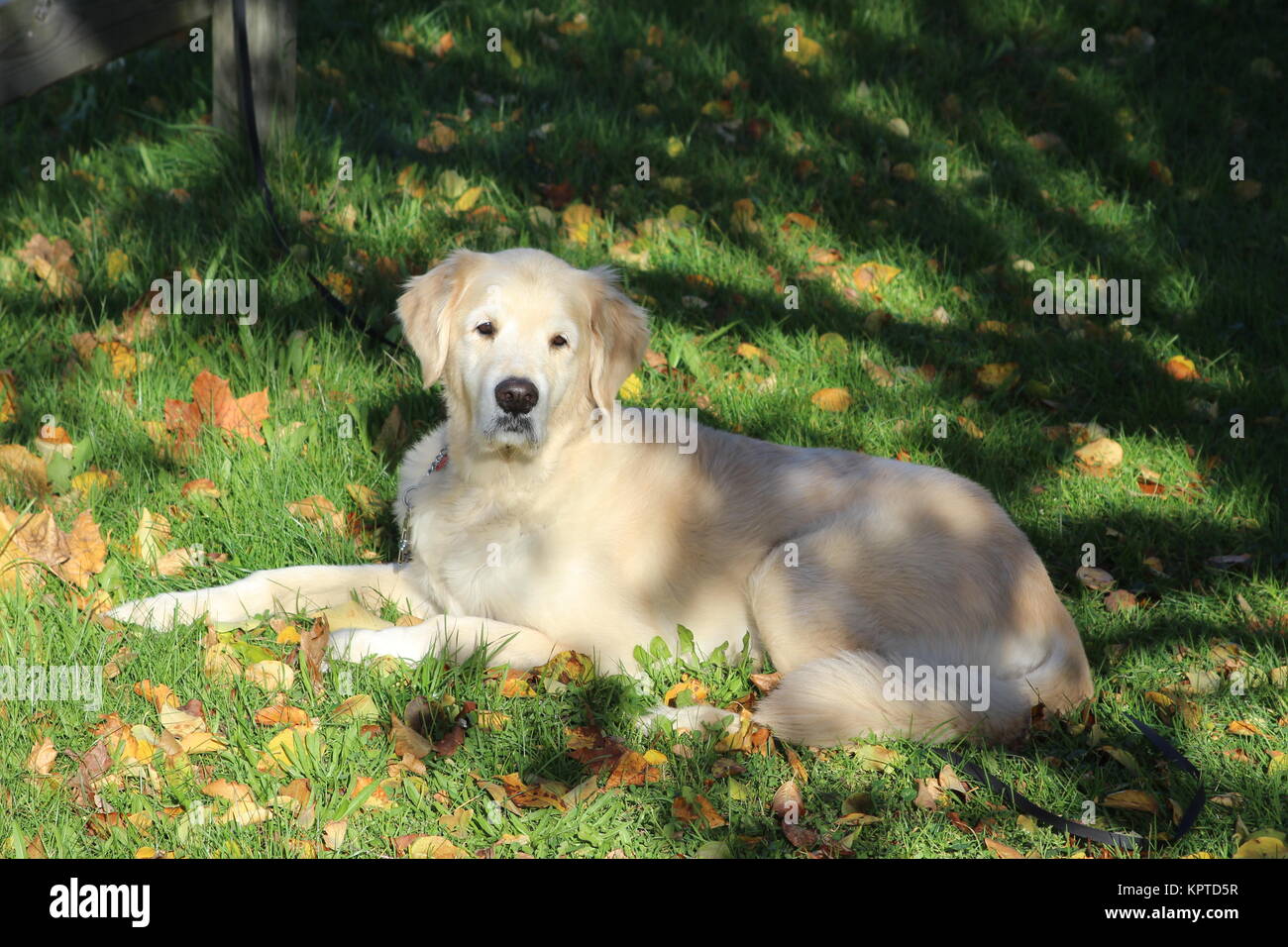 Golden retriever Stockfoto