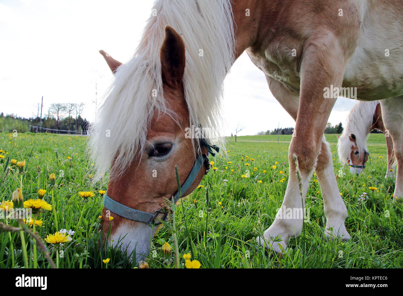 Haflinger Pferde auf der Frühlingswiese Stockfoto