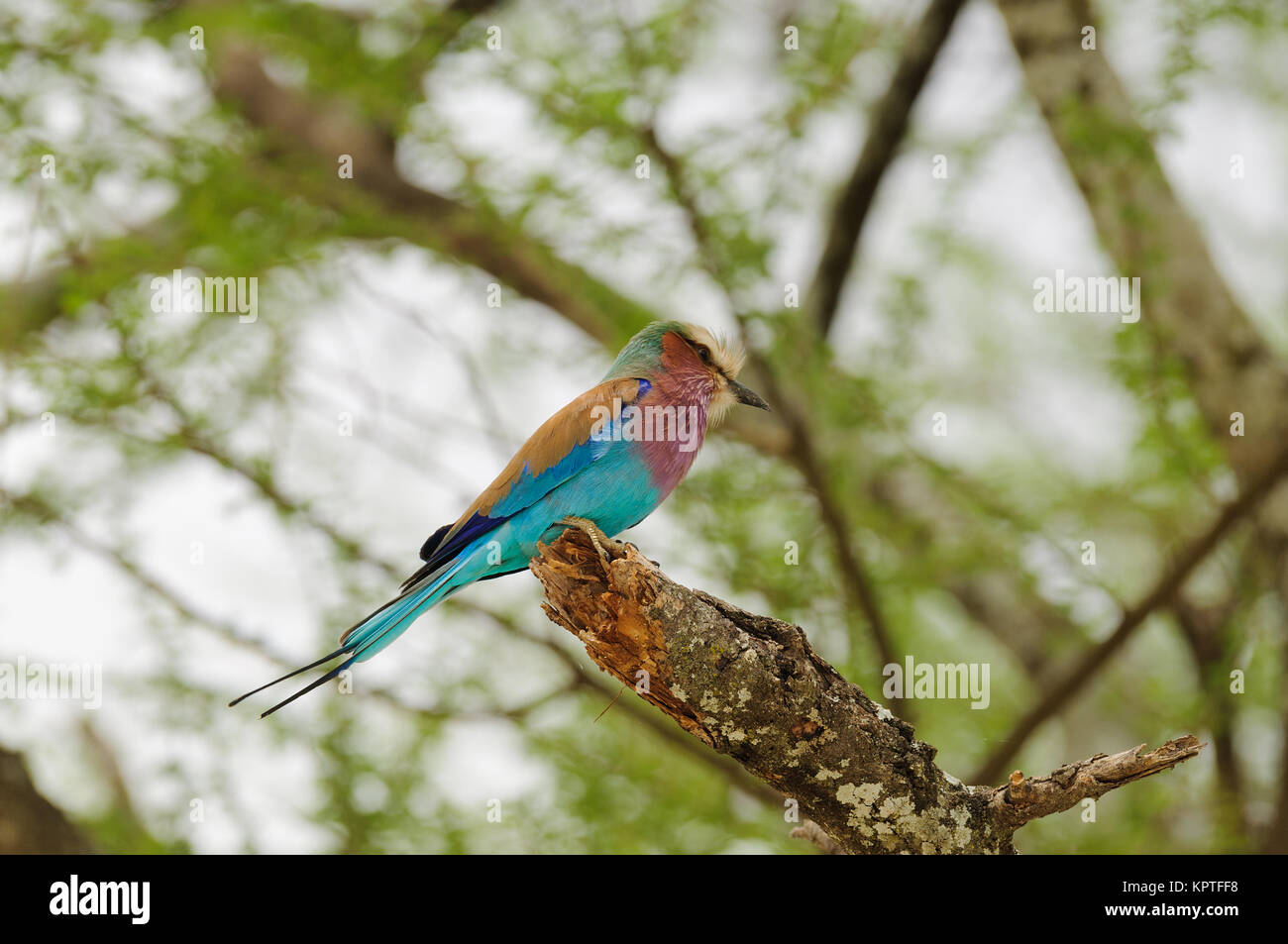 In der Nähe von Lilac-breasted Roller (coracias caudatus), eine schöne afrikanische Vogel gefunden überall in Tansania Stockfoto