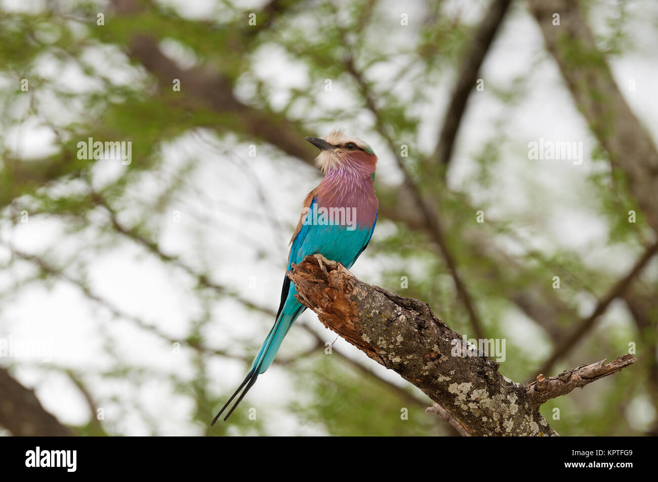 In der Nähe von Lilac-breasted Roller (coracias caudatus), eine schöne afrikanische Vogel gefunden überall in Tansania Stockfoto