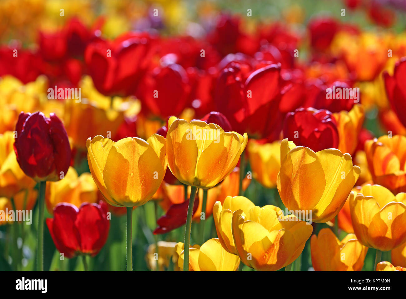 Gelbe und rote Tulpen in der Hintergrundbeleuchtung Stockfoto