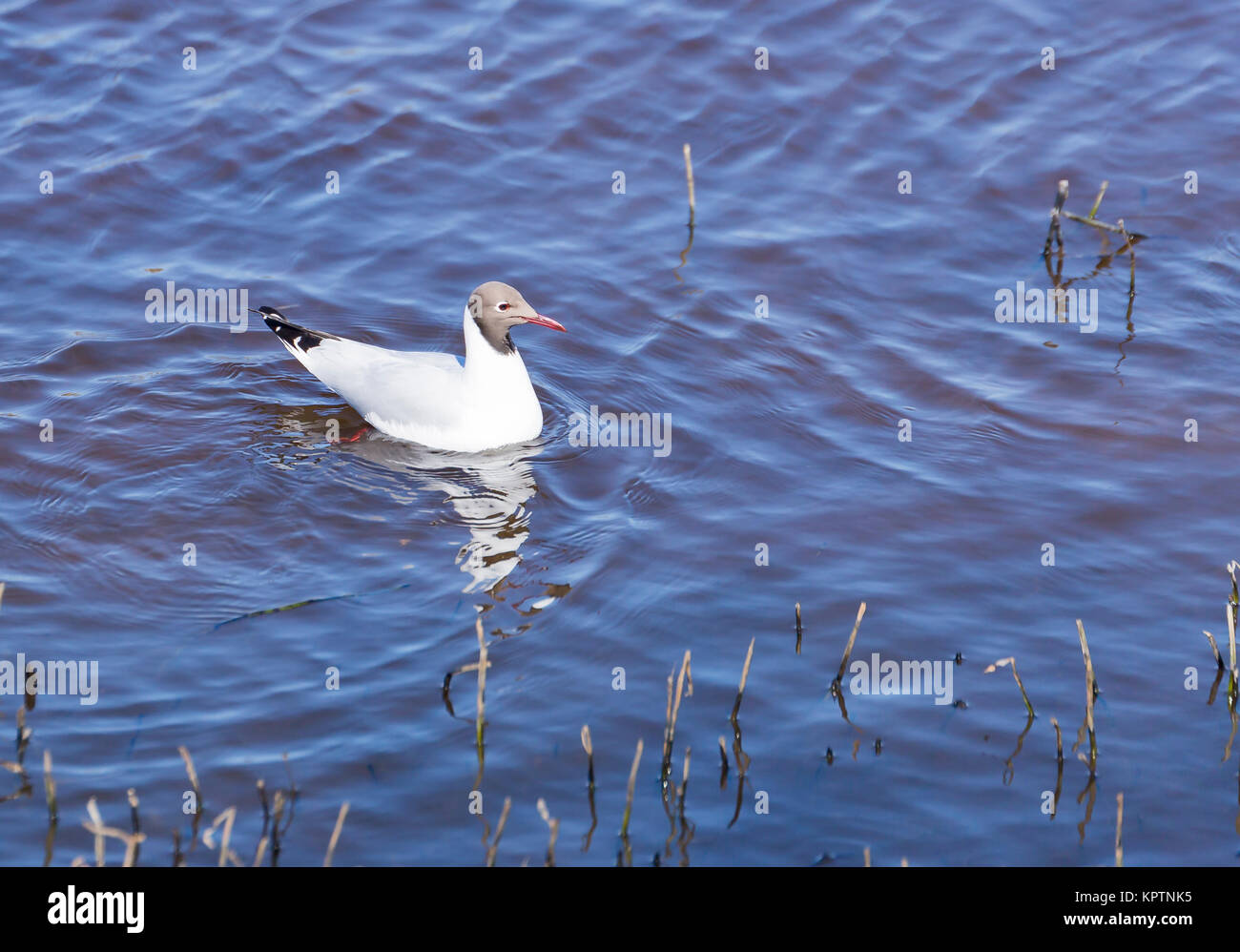 Black-Headed Rumpf im Wasser. Stockfoto